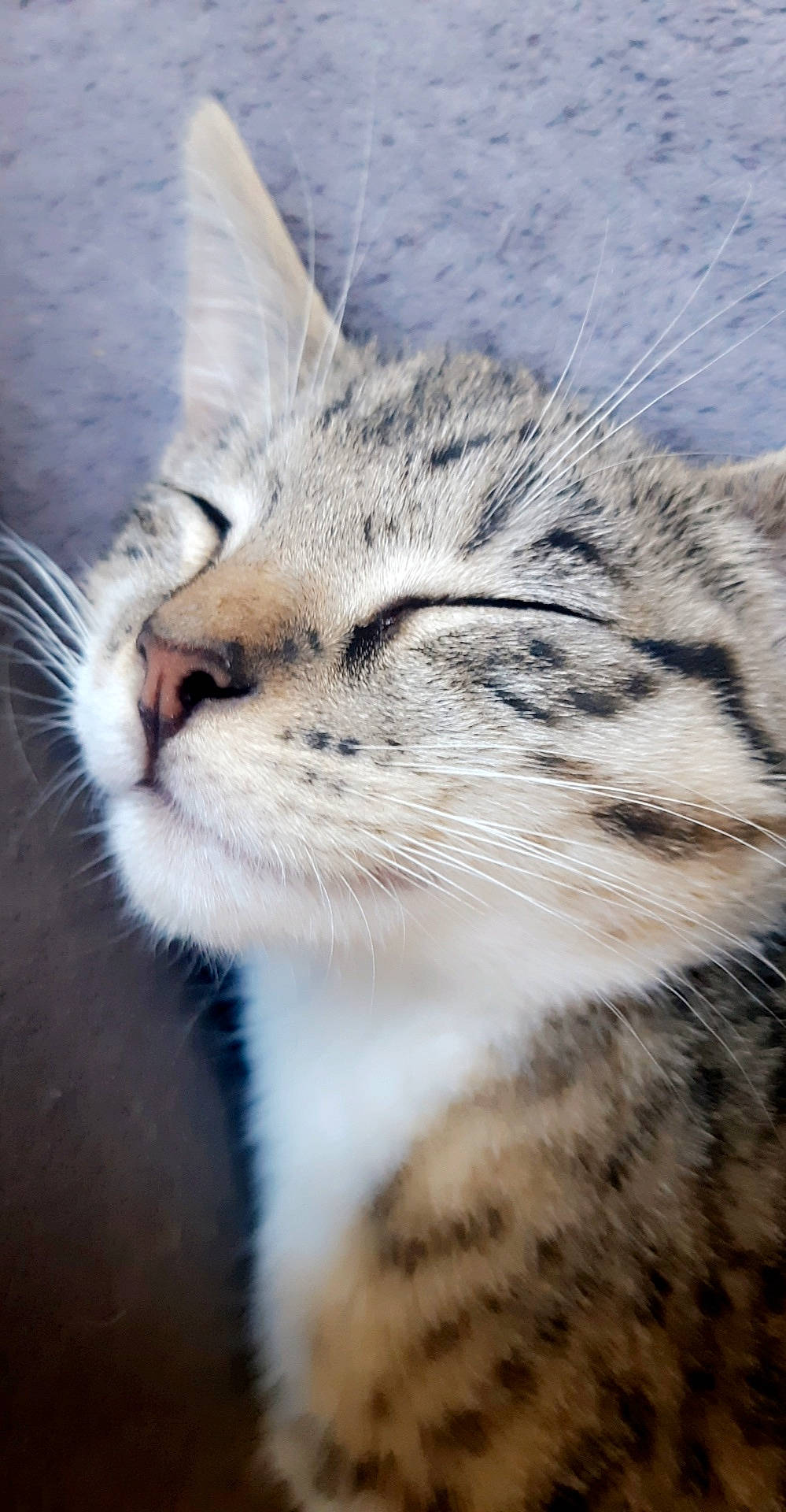 Chausette a rejoint le concours — aidez-le/la à gagner de superbes lots ! aegean_cat, american_shorthair, asian, carnivore, cat, close_up, domestic_short_haired_cat, dragon_li, egyptian_mau, european_shorthair, felidae, fur, mammal, nose, small_to_medium_sized_cats, snout, tabby_cat, whiskers, wild_cat, wildlife