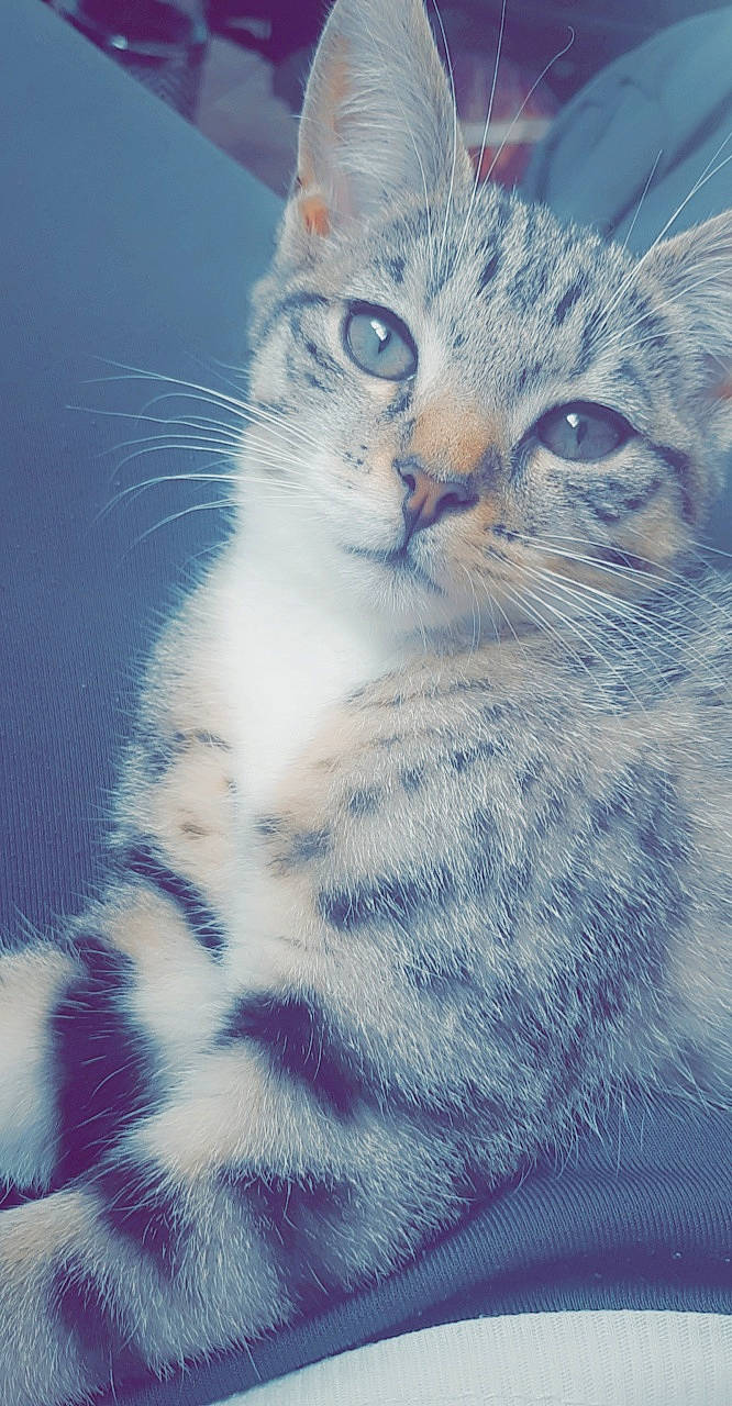 Chausette a rejoint le concours — aidez-le/la à gagner de superbes lots ! aegean_cat, american_curl, american_shorthair, american_wirehair, asian, carnivore, cat, domestic_short_haired_cat, egyptian_mau, european_shorthair, felidae, kitten, mammal, paw, polydactyl_cat, small_to_medium_sized_cats, snout, tabby_cat, vertebrate, whiskers