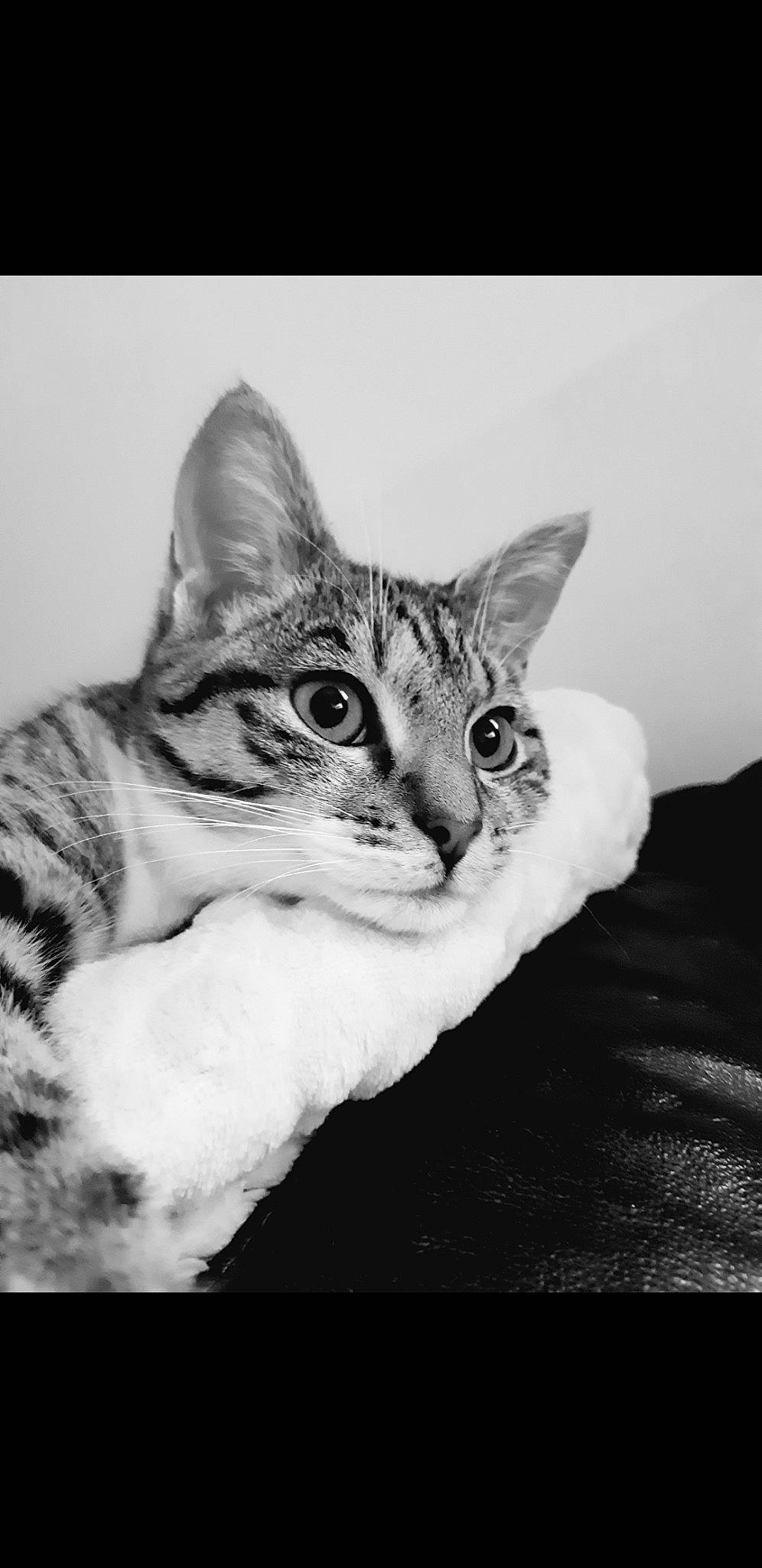 Chausette a rejoint le concours — aidez-le/la à gagner de superbes lots ! aegean_cat, american_wirehair, asian, black_and_white, carnivore, cat, domestic_short_haired_cat, dragon_li, egyptian_mau, european_shorthair, eye, felidae, mammal, photography, small_to_medium_sized_cats, snout, tabby_cat, vertebrate, whiskers, white