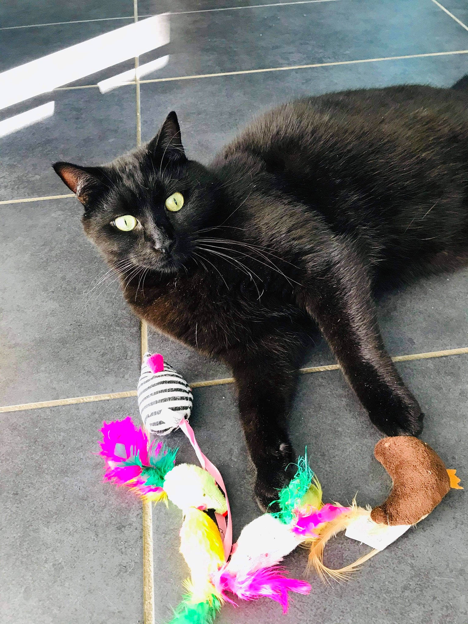 Oslo participe au concours pour gagner de l'argent avec cette photo : asian, black, black_cat, bombay, carnivore, cat, claw, domestic_short_haired_cat, european_shorthair, felidae, fur, kitten, korat, organism, pink, plant, polydactyl_cat, small_to_medium_sized_cats, tail, whiskers