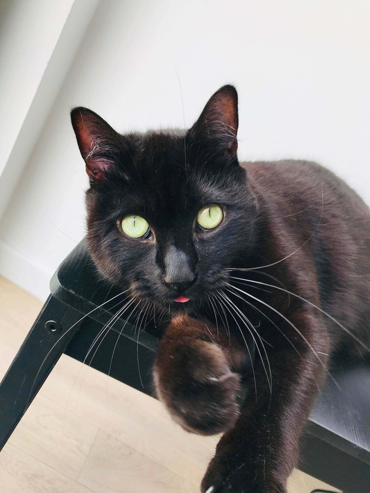 Oslo a rejoint le concours — aidez-le/la à gagner de superbes lots ! black_cat, bombay, carnivore, cat, claw, comfort, domestic_short_haired_cat, ear, felidae, fur, sitting, small_to_medium_sized_cats, snout, tail, whiskers