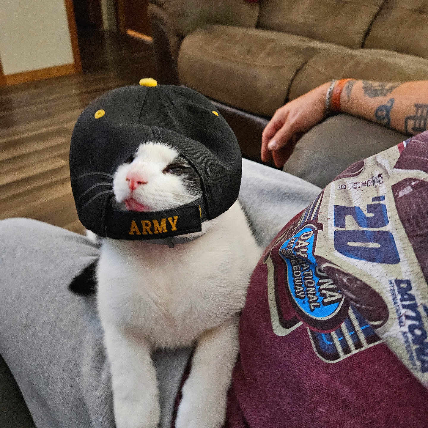 Jasper joined the competition — help win amazing prizes! animal, architecture, baseballcap, building, cap, cat, clothing, couch, cushion, furniture, hardwood, hat, homedecor, indoors, livingroom, person, pet, room, skin, wood