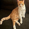 animal, cat, companion, couch, cute, domestic_animal, ears, feline, fur, furniture, indoor, looking, orange_cat, paw, pet, relaxed, sitting, tail, whiskers, white_cat