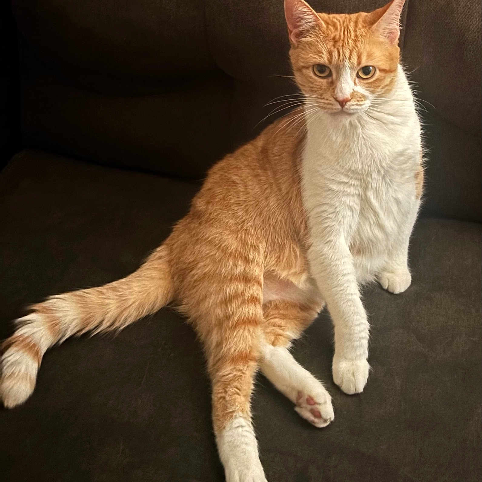 Kitty