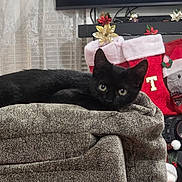 Shadow is registered to the contest to win money with this photo: animal, black_cat, blanket, bow, cat, christmas_stockings, cozy, curtains, cute, decorations, festive, flowers, furniture, gray, holiday_decor, indoor, red, relaxed, santa_hat, window