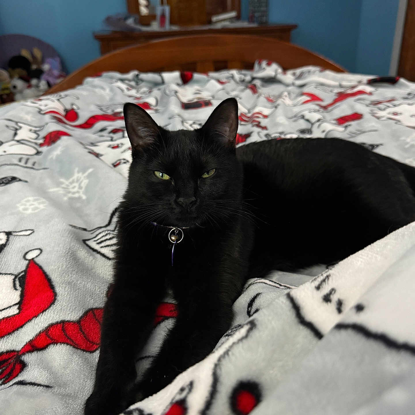 Willow joined the competition — help win amazing prizes! animal, bed, black_cat, blanket, cat, collar, comfortable, cozy, cute, domestic_animal, feline, fur, home, indoor, looking, lying_down, pet, relaxed, resting, whiskers