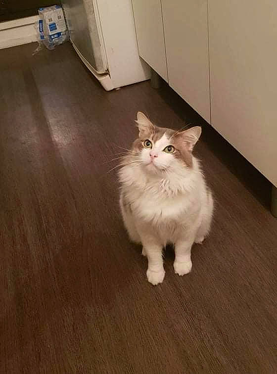 Momo participe au concours pour gagner de l'argent avec cette photo : cabinetry, carnivore, cat, domestic_short_haired_cat, fawn, felidae, floor, flooring, fur, hardwood, laminate_flooring, paw, plywood, small_to_medium_sized_cats, snout, tail, varnish, whiskers, wood, wood_stain