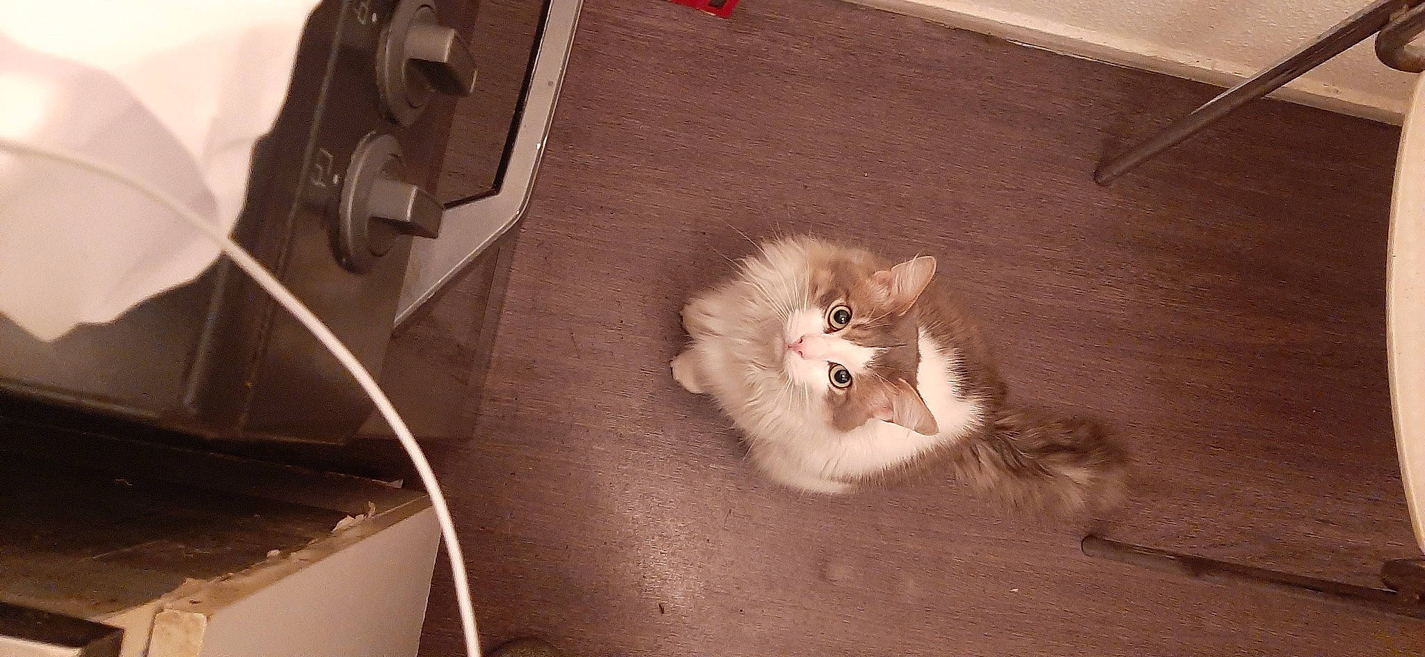 Momo a rejoint le concours — aidez-le/la à gagner de superbes lots ! bag, box, british_longhair, canidae, carnivore, cat, companion_dog, fawn, felidae, flooring, fur, hardwood, luggage_and_bags, paw, persian, small_to_medium_sized_cats, snout, tail, whiskers, wood