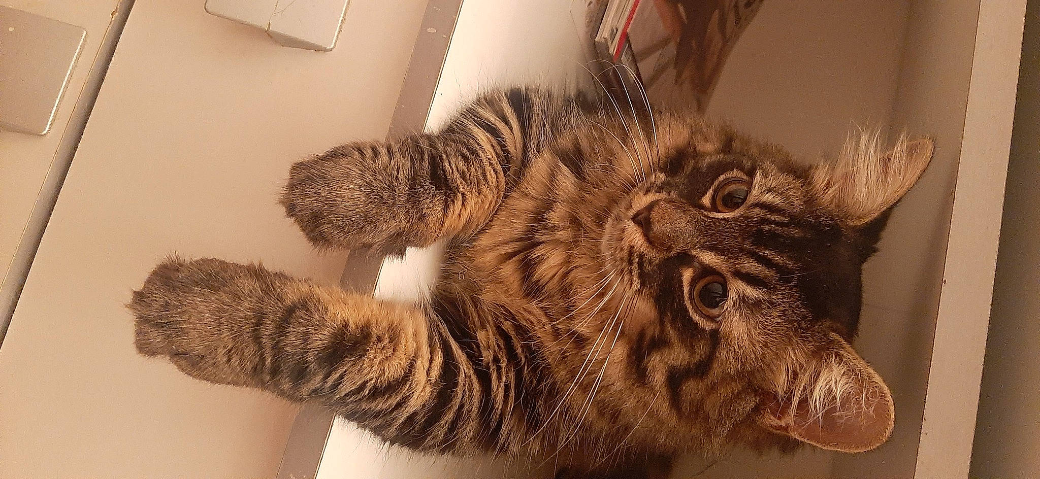 Gucci a rejoint le concours — aidez-le/la à gagner de superbes lots ! carnivore, cat, claw, comfort, domestic_short_haired_cat, fang, feather, felidae, fur, natural_material, pattern, paw, small_to_medium_sized_cats, snout, tail, terrestrial_animal, wall_plate, whiskers, wildlife