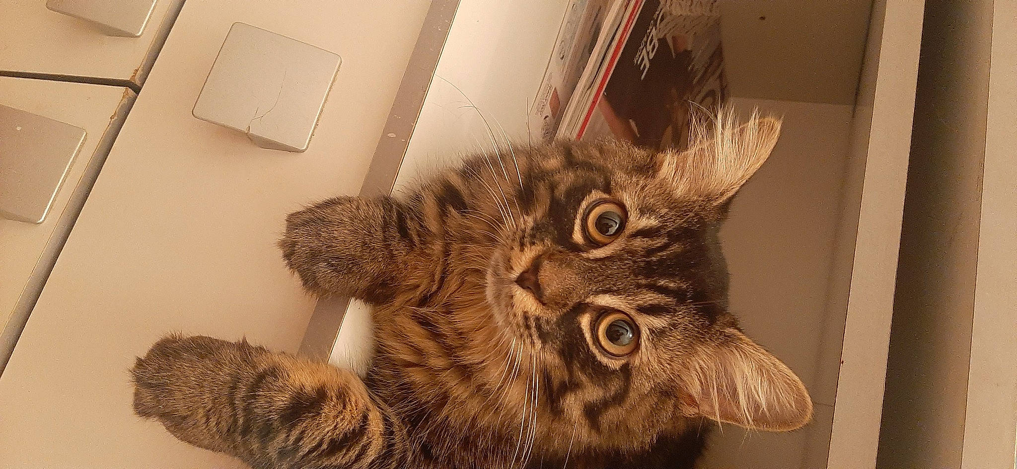 Gucci participe au concours pour gagner de l'argent avec cette photo : carnivore, cat, claw, comfort, domestic_short_haired_cat, ear, felidae, fur, light_switch, paw, room, small_to_medium_sized_cats, snout, switch, tail, terrestrial_animal, visual_arts, wall_plate, whiskers