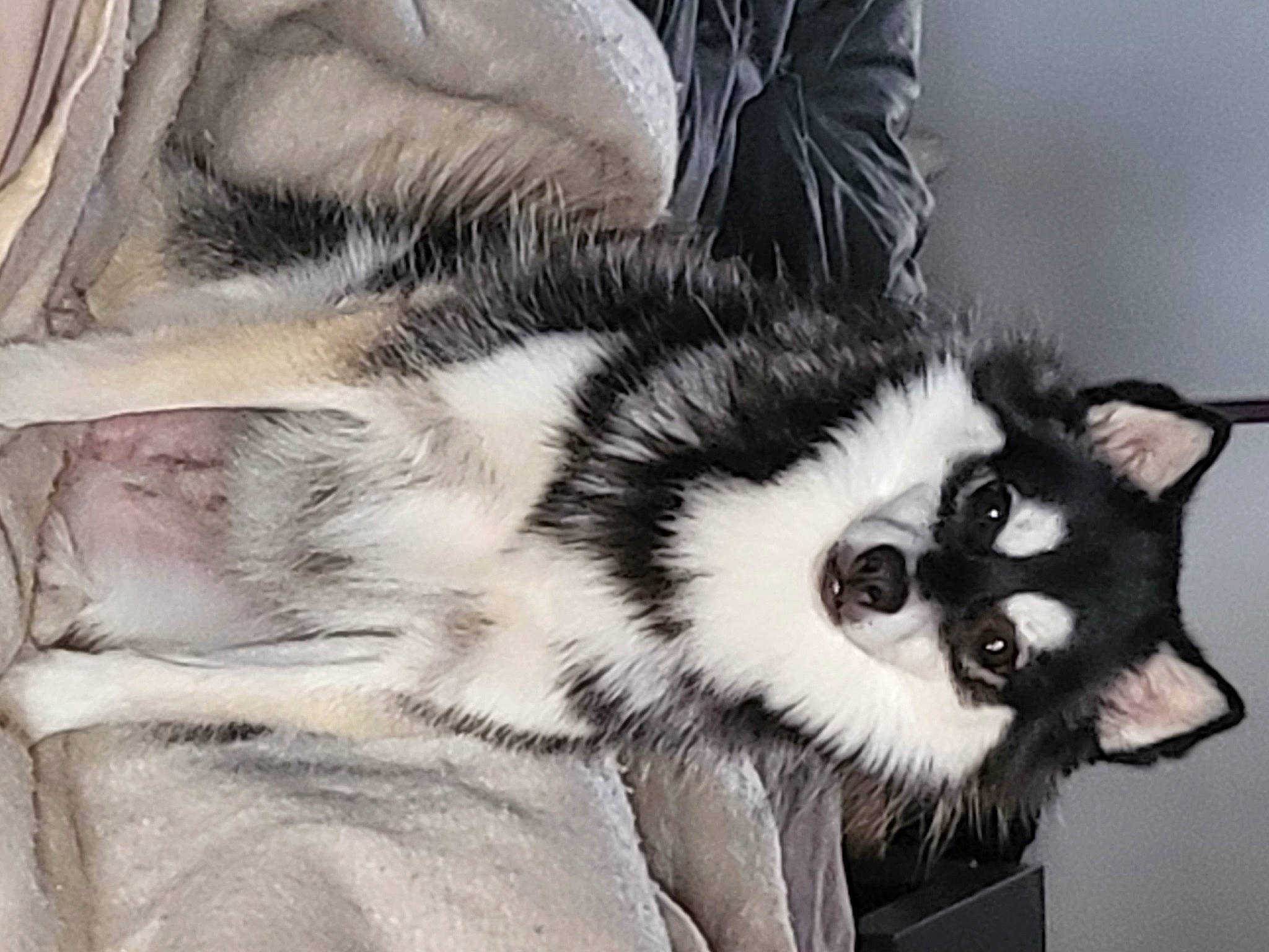 Charley joined the competition — help win amazing prizes! canidae, carnivore, companion_dog, dog, dog_breed, ear, eyelash, fashion_accessory, fur, iris, snout, sporting_group, terrestrial_animal, whiskers, working_animal