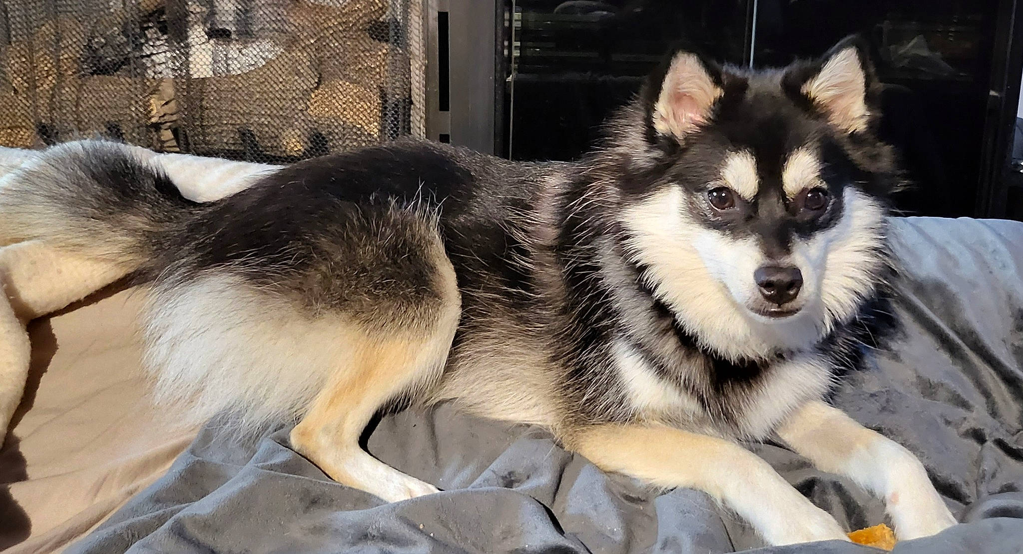 Charley is registered to the contest to win money with this photo: ancient_dog_breeds, canidae, canis, carnivore, companion_dog, dog, dog_breed, fawn, foot, fur, paw, sled_dog, snout, sporting_group, terrestrial_animal, whiskers, wildlife, wolf, working_animal, working_dog