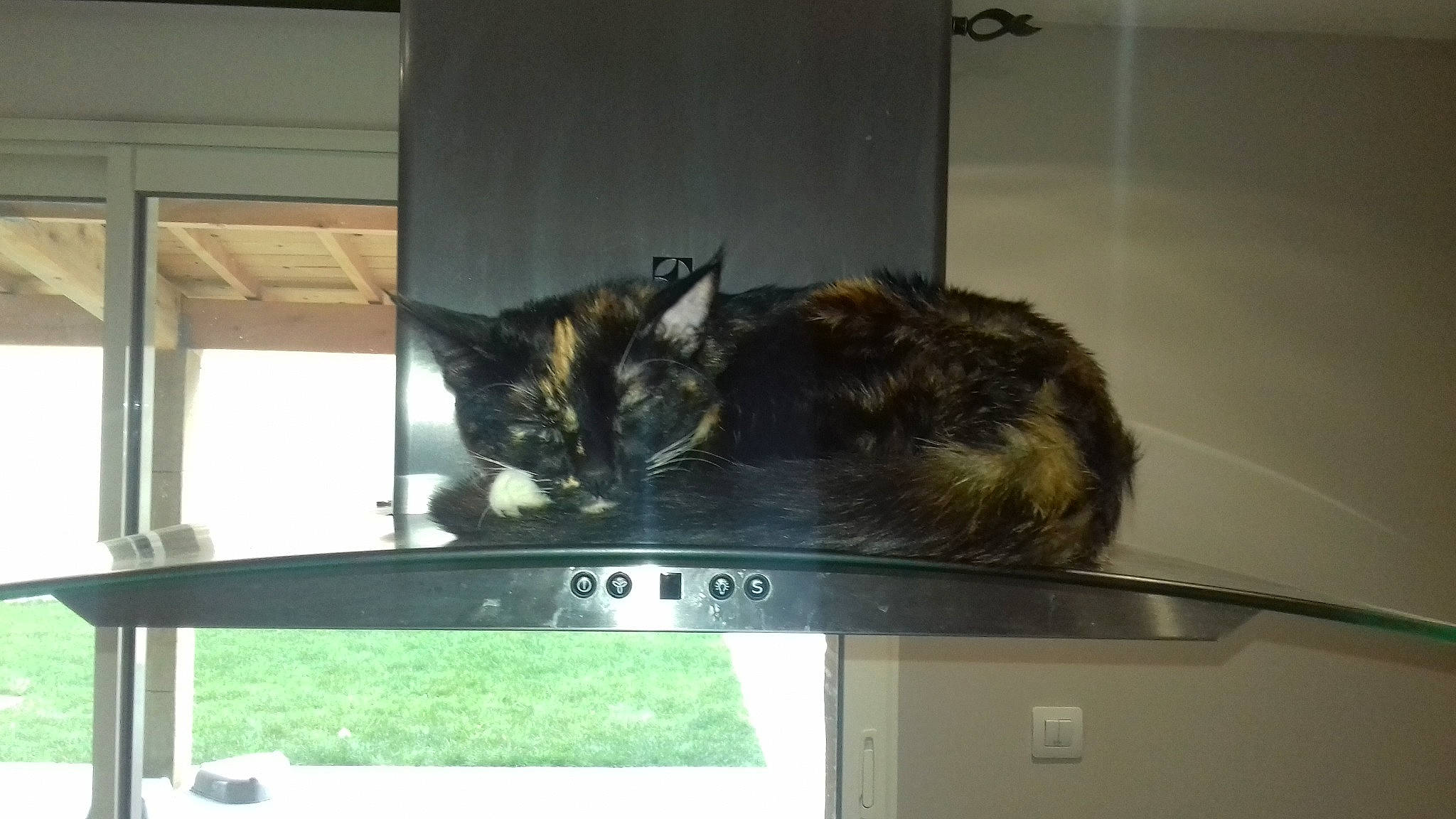 Nala participe au concours pour gagner de l'argent avec cette photo : bengal, carnivore, cat, domestic_short_haired_cat, european_shorthair, felidae, maine_coon, small_to_medium_sized_cats, whiskers