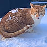 cat, ginger_cat, white_cat, snow, outdoor, animal, pet, fur, meowing, winter, frozen, cute, whiskers, tail, ears, nature, cold, feline, snowflakes, background
