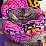 blanket, cat, cat_tree, comfortable, cozy, curled_up, feline, fur, home, indoor, leafy_plant, patterned_blanket, pet, pink_blanket, plant, quiet, resting, sleeping, striped, tabby_cat