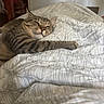 animal, bed, blanket, cat, comfort, cozy, cute, eyes, feline, fur, home, indoor, paw, pet, relaxed, resting, sleepy, striped, tabby_cat, whiskers