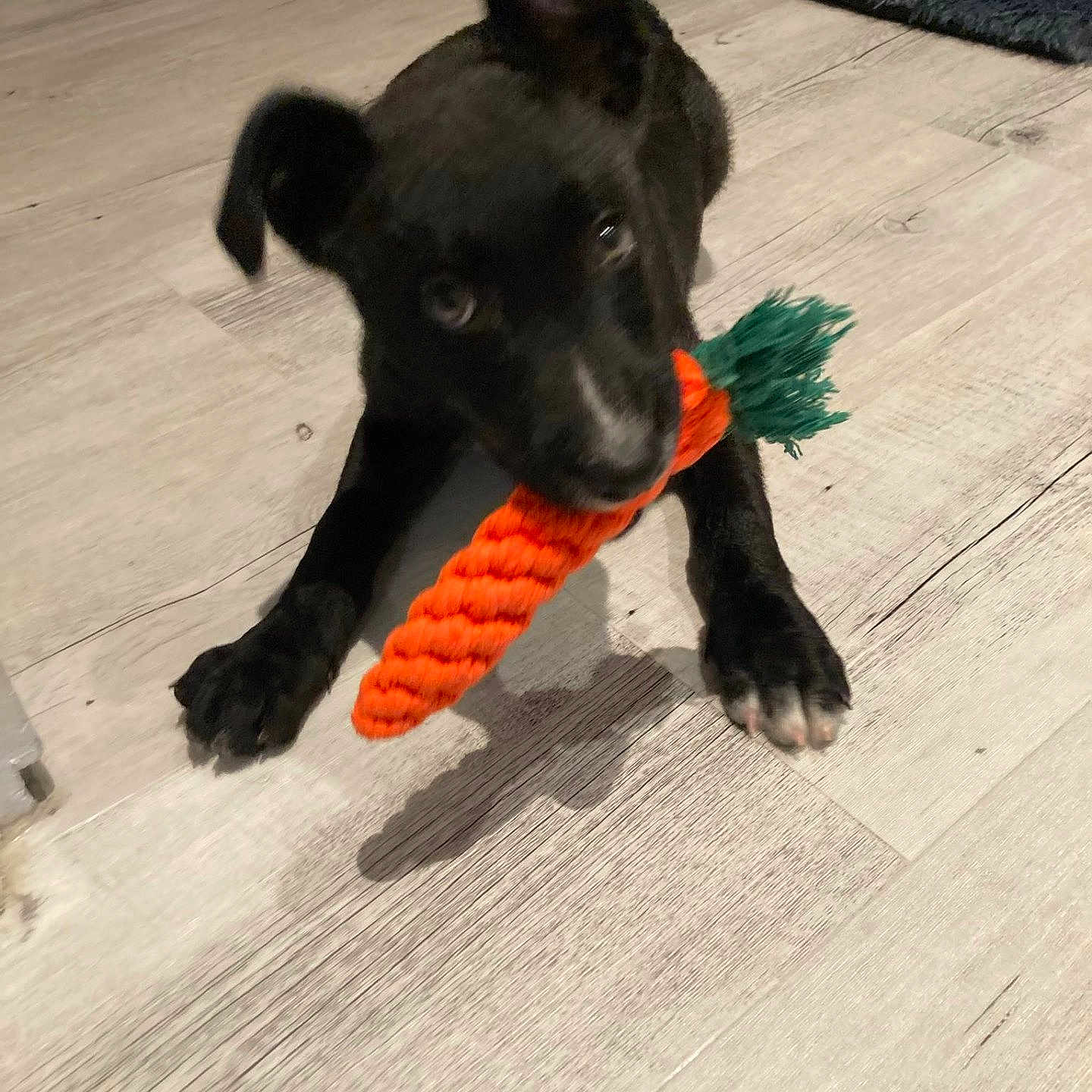 Laïka a rejoint le concours — aidez-le/la à gagner de superbes lots ! accessories, animal, ball, bulldog, canine, carrot, chihuahua, dog, hound, labradorretriever, person, pet, puppy, rope, sport, strap, tennis, tennisball, toy, wood