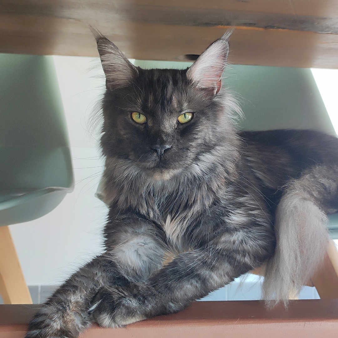 Willow a rejoint le concours — aidez-le/la à gagner de superbes lots ! animal, calm, cat, chair, close_up, cute, domestic, feline, fur, household, indoor, long_hair, mammal, paw, pet, portrait, relaxed, resting, wooden_table, yellow_eyes