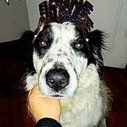 Mango a rejoint le concours — aidez-le/la à gagner de superbes lots ! dog, black_and_white, pet, canine, fur, face, nose, eyes, headband, celebration, hand, floor, indoor, portrait, animal, mammal, cute, friendly, new_year, holiday