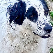 Mango a rejoint le concours — aidez-le/la à gagner de superbes lots ! animal, black_ears, black_spots, canine, close_up, companion, curly_fur, dog, friendly, fur, grass, happy, muzzle, nature, outdoor, pet, portrait, side_view, snout, white_fur