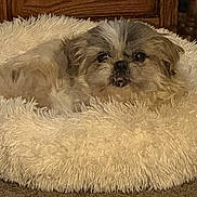 Gizmo joined the competition — help win amazing prizes! dog, pet, pet_bed, fluffy, fur, face, eyes, nose, indoor, cozy, carpet, carpeted_floor, wood_cabinet, furniture, close_up, portrait, resting, tan, brown, domestic_animal