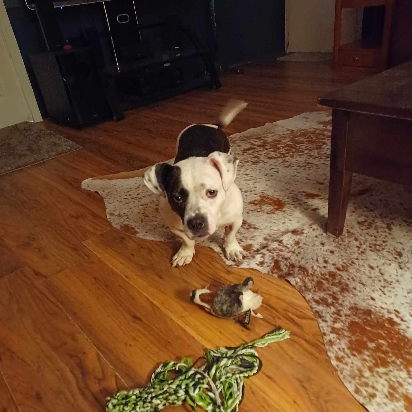 Stu is registered to the contest to win money with this photo: animal, black_and_white_dog, canine, carpet, cute, dog, entertainment_center, floor_rug, furniture, household, indoor, living_room, pet, playful, small_dog, tail_wagging, television, toy, wood, wooden_floor