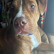 Champ joined the competition — help win amazing prizes! animal, armchair, boxer, bulldog, canine, chair, couch, cushion, dog, face, furniture, homedecor, hound, labradorretriever, pet, pitbull, pointer, puppy, snout, terrier