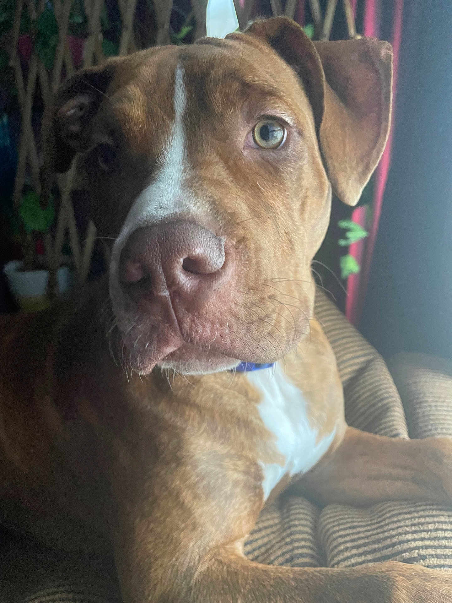 Champ joined the competition — help win amazing prizes! animal, armchair, boxer, bulldog, canine, chair, couch, cushion, dog, face, furniture, homedecor, hound, labradorretriever, pet, pitbull, pointer, puppy, snout, terrier