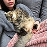 cat, person, lap, blanket, gray_sweater, pink_blanket, fluffy_cat, sleeping_cat, cozy, indoor, couch, relaxation, pet, hand, fur, comfort, resting, home, soft_texture, napping