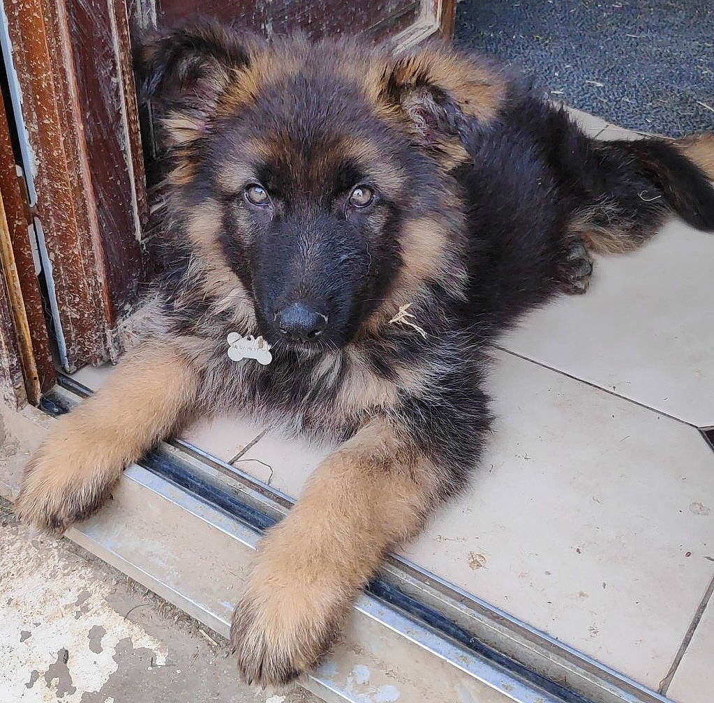 Priska a rejoint le concours — aidez-le/la à gagner de superbes lots ! belgian_shepherd, bohemian_shepherd, canidae, carnivore, dog, dog_breed, fawn, german_shepherd_dog, herding_dog, king_shepherd, mammal, old_german_shepherd_dog, puppy, rare_breed_dog, shiloh_shepherd_dog, snout, tervuren, vertebrate