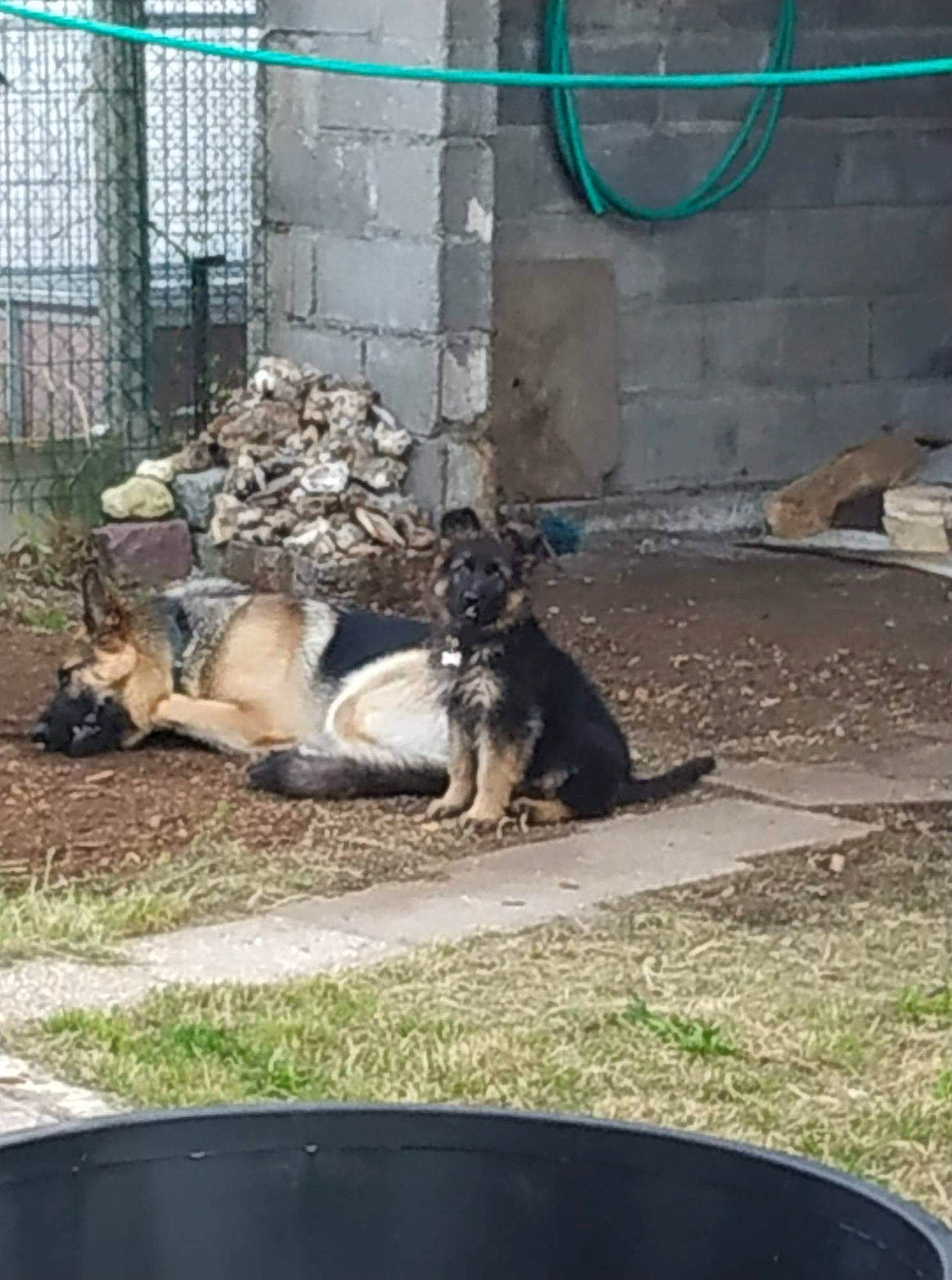 Priska a rejoint le concours — aidez-le/la à gagner de superbes lots ! canidae, carnivore, dog, dog_breed, east_european_shepherd, fawn, german_shepherd_dog, mammal, old_german_shepherd_dog, sporting_group, vertebrate, wolfdog, working_dog