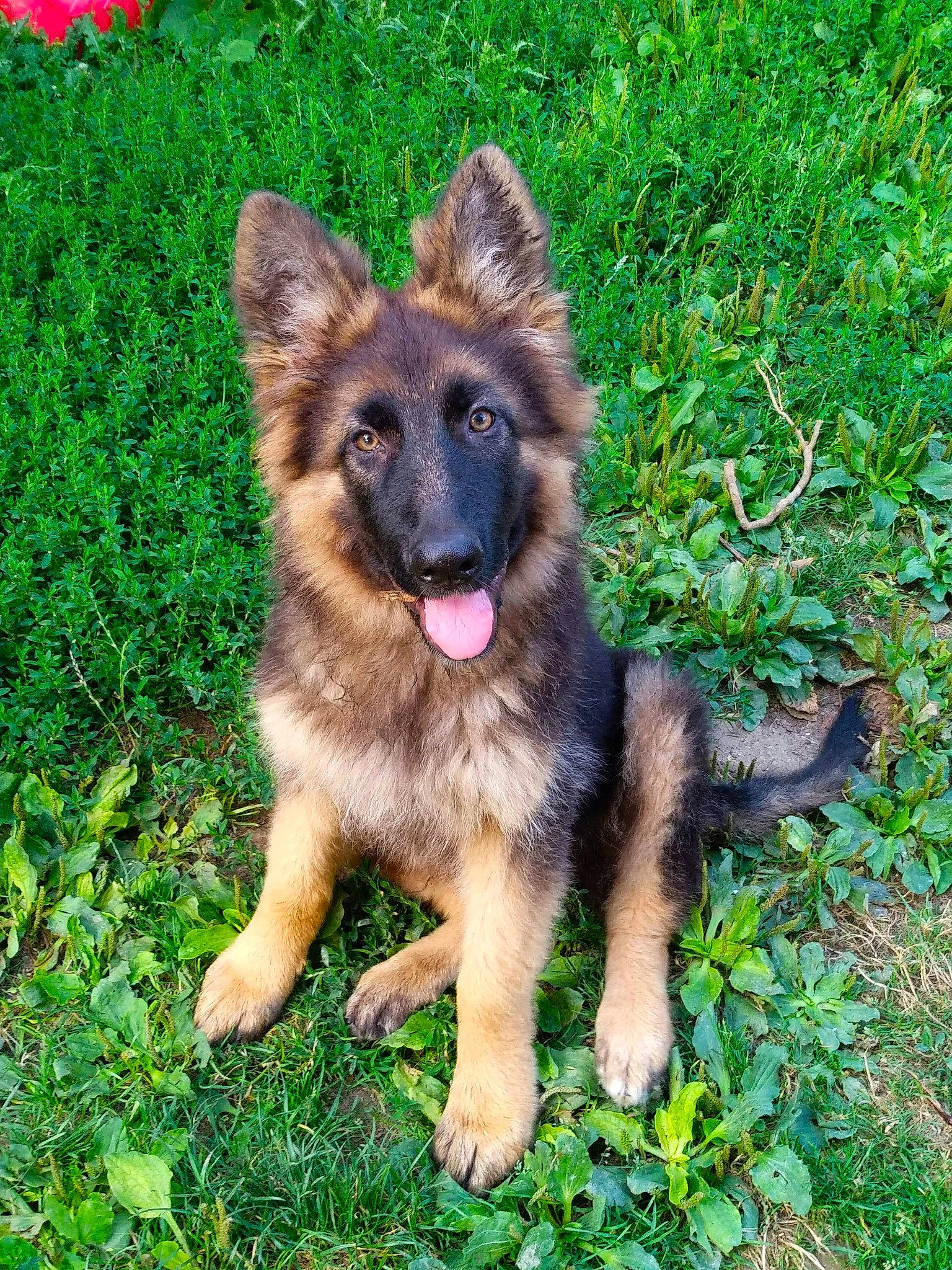 Priska a rejoint le concours — aidez-le/la à gagner de superbes lots ! belgian_shepherd, belgian_shepherd_malinois, bohemian_shepherd, canidae, carnivore, dog, dog_breed, east_european_shepherd, fawn, german_shepherd_dog, herding_dog, king_shepherd, mammal, old_german_shepherd_dog, puppy, rare_breed_dog, shiloh_shepherd_dog, tervuren, vertebrate, working_dog