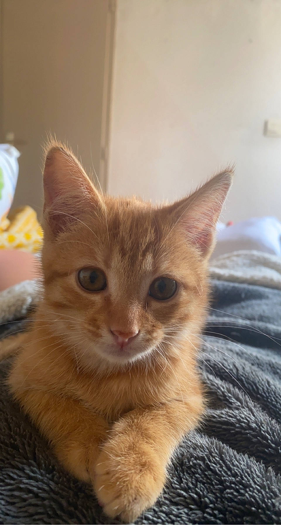 Garfield a rejoint le concours — aidez-le/la à gagner de superbes lots ! carnivore, cat, claw, comfort, domestic_short_haired_cat, fawn, felidae, fur, paw, small_to_medium_sized_cats, snout, tail, terrestrial_animal, whiskers