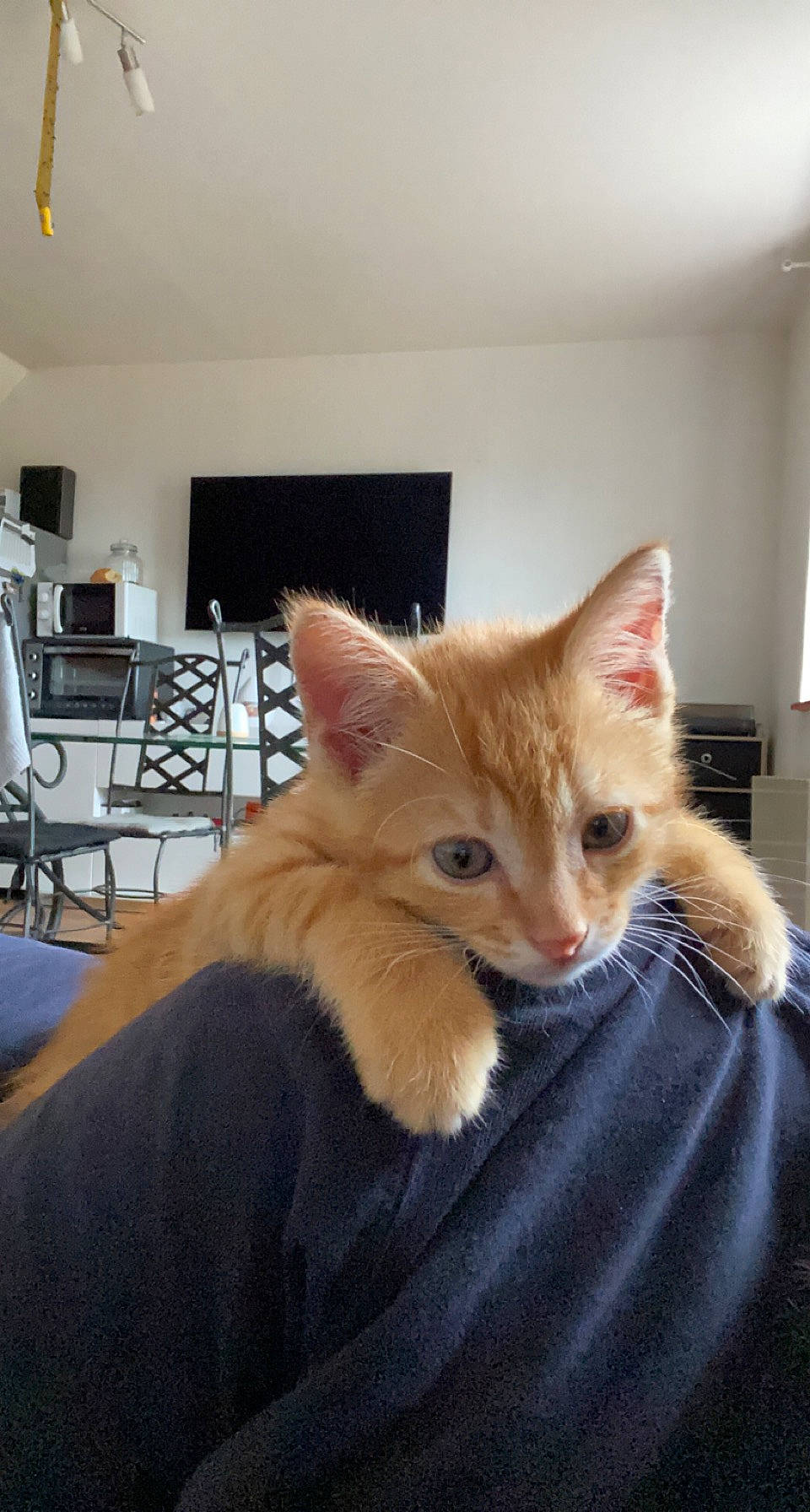 Garfield participe au concours pour gagner de l'argent avec cette photo : box, cardboard, carnivore, cat, chair, claw, comfort, couch, domestic_short_haired_cat, eye, fawn, felidae, flooring, fur, hardwood, room, small_to_medium_sized_cats, tail, whiskers, wood