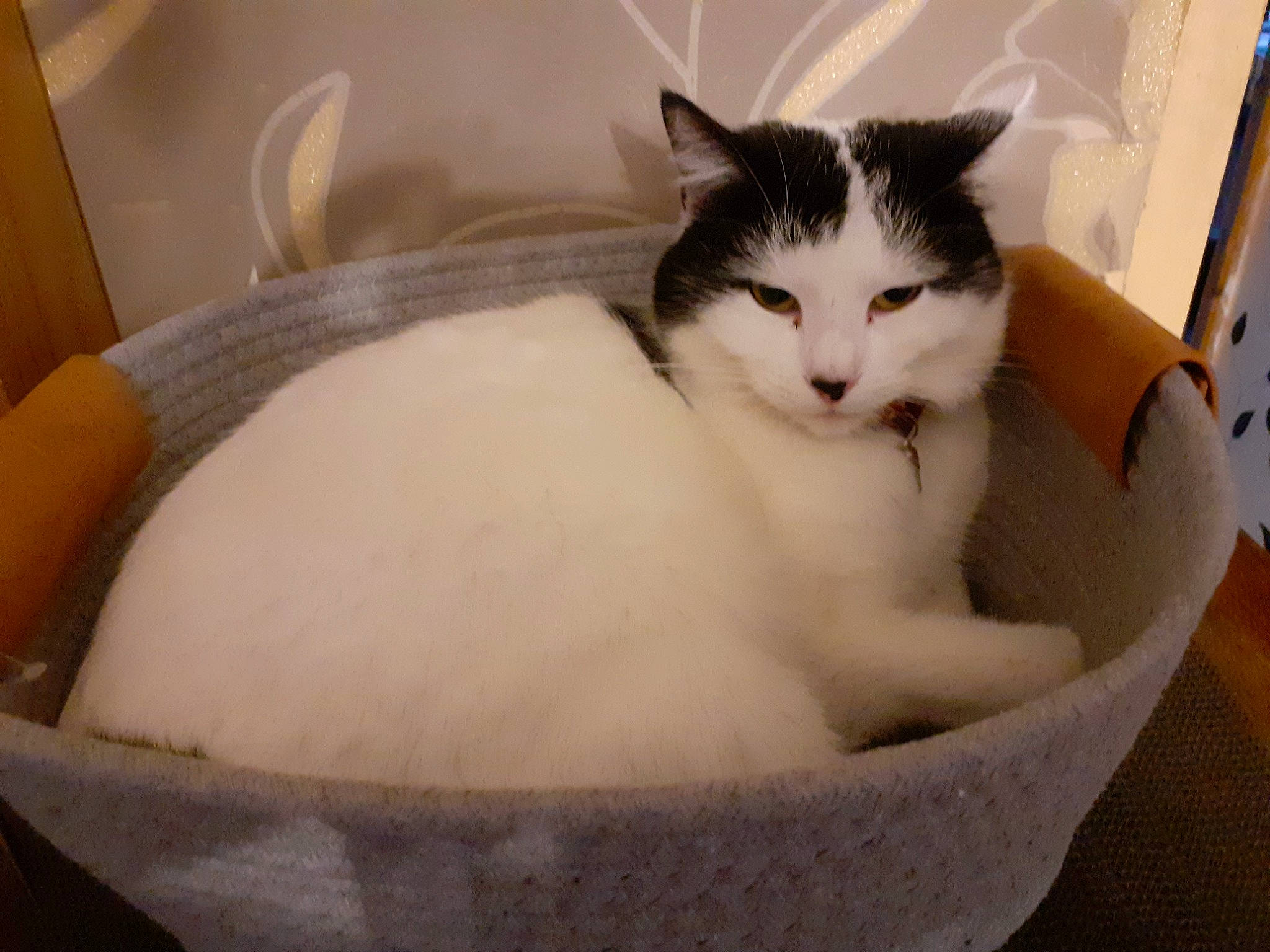 Kimi a rejoint le concours — aidez-le/la à gagner de superbes lots ! box, carnivore, cat, cat_bed, cat_furniture, cat_supply, comfort, domestic_short_haired_cat, felidae, fur, paw, pet_supply, small_to_medium_sized_cats, snout, whiskers