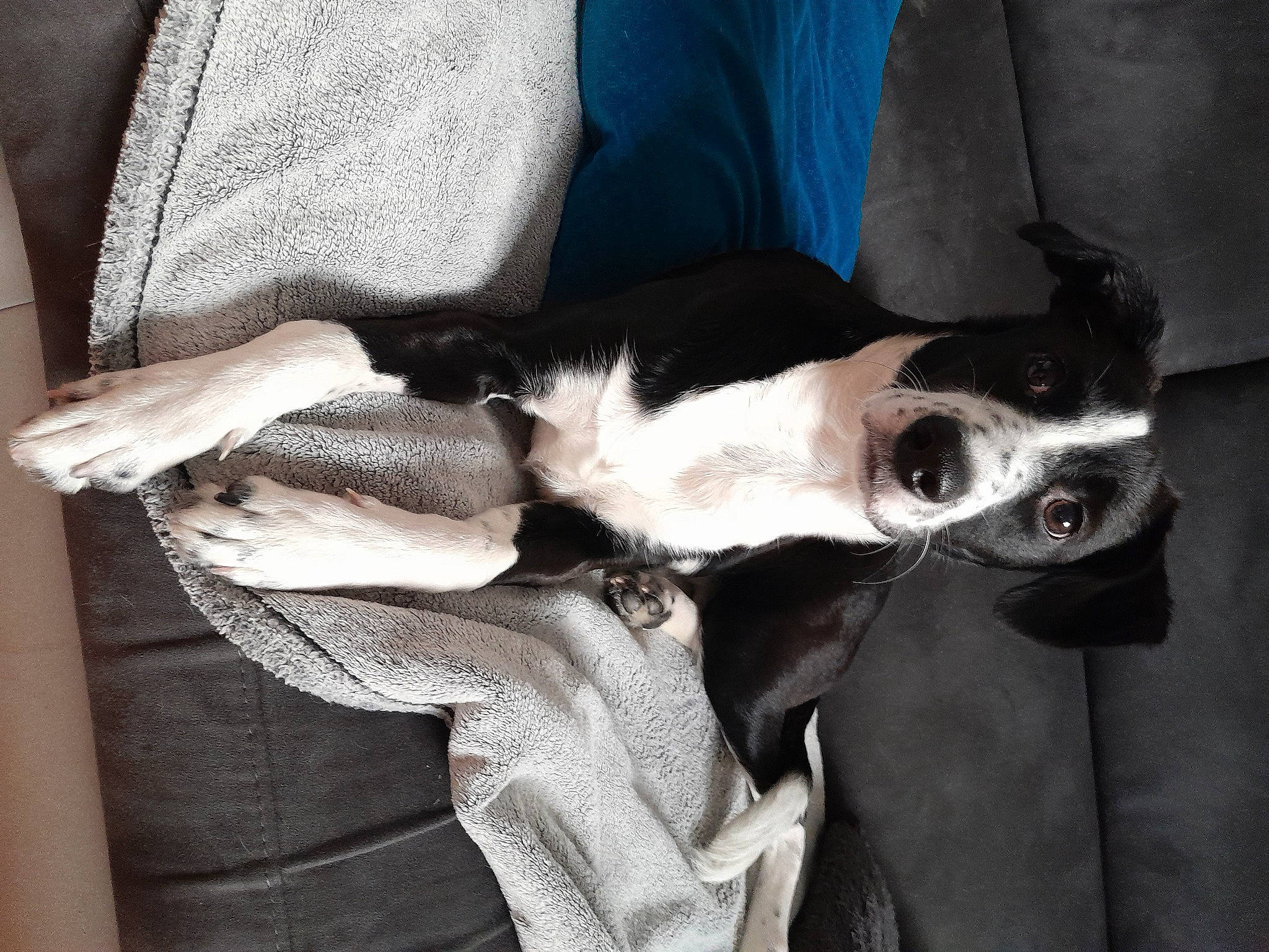 Violette participe au concours pour gagner de l'argent avec cette photo : canidae, carnivore, collar, comfort, companion_dog, dog, dog_breed, dog_collar, ear, eyewear, fawn, fur, head, jaw, mammal, snout, sporting_group, toy_dog, whiskers, working_animal