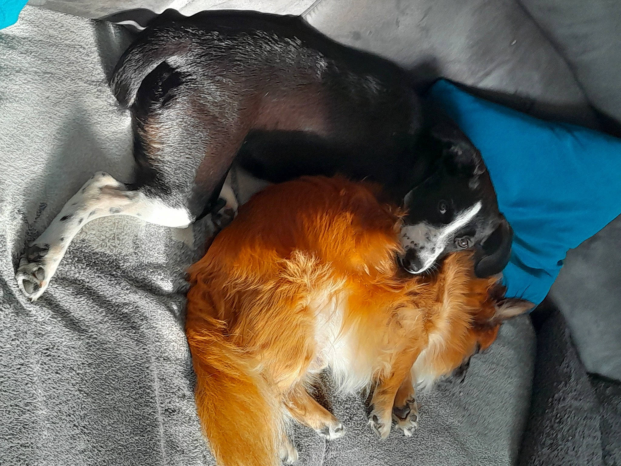 Violette a rejoint le concours — aidez-le/la à gagner de superbes lots ! canidae, carnivore, claw, collar, comfort, companion_dog, dog, dog_breed, dog_supply, fawn, fur, liver, paw, pet_supply, snout, sporting_group, tail, whiskers, working_animal, working_dog