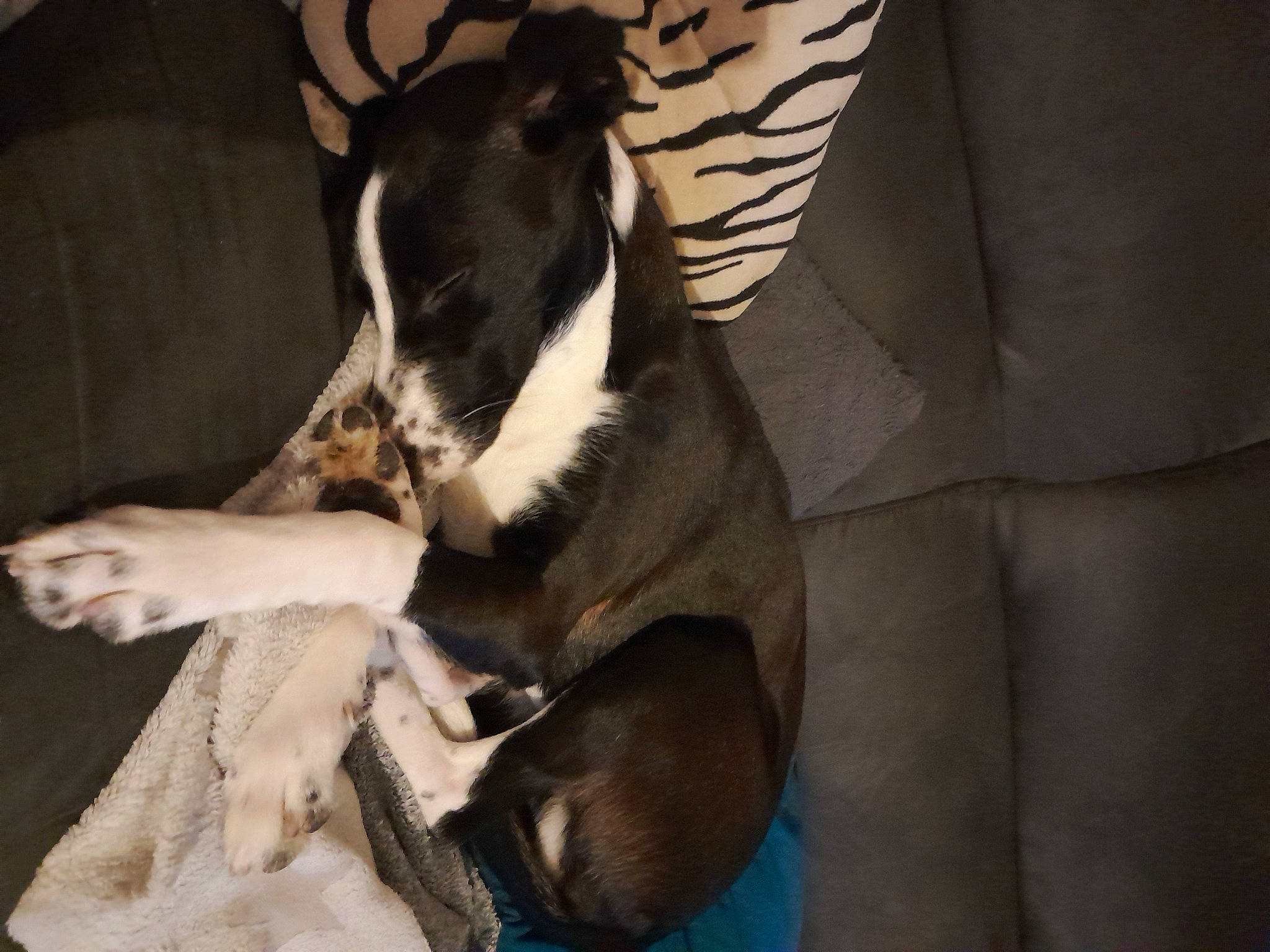 Violette participe au concours pour gagner de l'argent avec cette photo : canidae, carnivore, comfort, companion_dog, dog, dog_breed, dog_supply, felidae, fur, linens, nap, non_sporting_group, paw, pet_supply, puppy, snout, tail, toy_dog, whiskers, working_animal