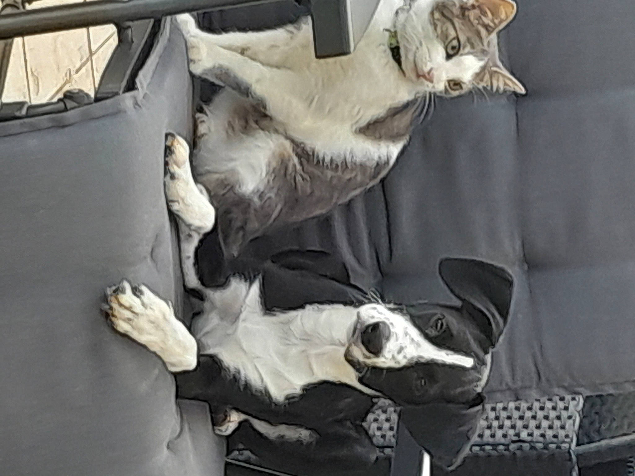 Violette a rejoint le concours — aidez-le/la à gagner de superbes lots ! art, auto_part, automotive_design, comfort, companion_dog, event, family_car, felidae, fur, gesture, grey, guard_dog, hood, luxury_vehicle, monochrome_photography, tail, tree, vehicle, vehicle_door