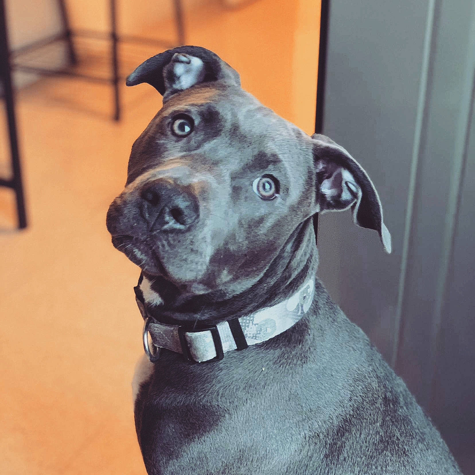 Khéops a rejoint le concours — aidez-le/la à gagner de superbes lots ! american_pit_bull_terrier, american_staffordshire_terrier, bandog, canidae, carnivore, collar, dog, dog_breed, dog_collar, ear, fawn, mammal, non_sporting_group, pit_bull, rare_breed_dog, snout, staffordshire_bull_terrier, whiskers