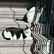 Domino joined the competition — help win amazing prizes! cat, cats, tuxedo_cat, feline, staircase, carpet, sunlight, shadow, railing, black_and_white, lounging, resting, indoor, pet, whiskers, green_eyes, paw, texture, stripes, cozy