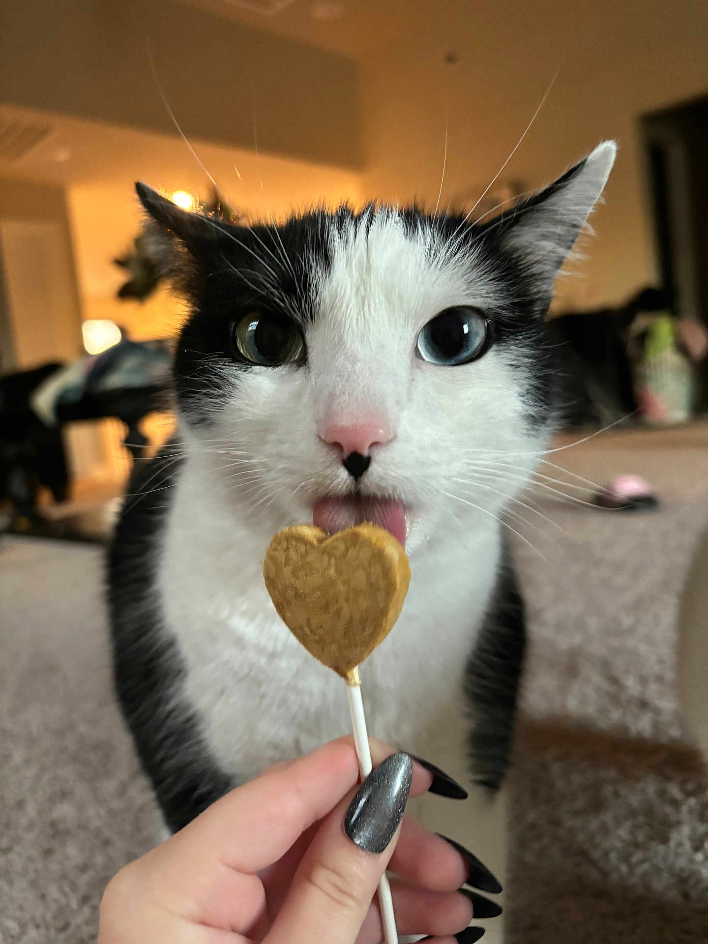 Domino is registered to the contest to win money with this photo: cat, pet, feline, tongue_out, heterochromia, lollipop, heart_lollipop, hand, manicure, nail_polish, pink_nose, whiskers, ears, eyes, black_and_white_fur, close_up, portrait, indoor, carpet, playful