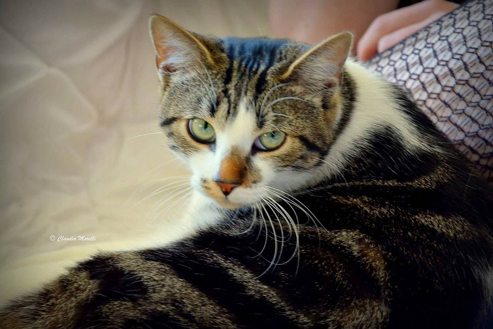 Filou participe au concours pour gagner de l'argent avec cette photo : carnivore, cat, claw, domestic_short_haired_cat, eye, felidae, fur, grass, iris, paw, sitting, small_to_medium_sized_cats, snout, tail, terrestrial_animal, tree, whiskers, wildlife