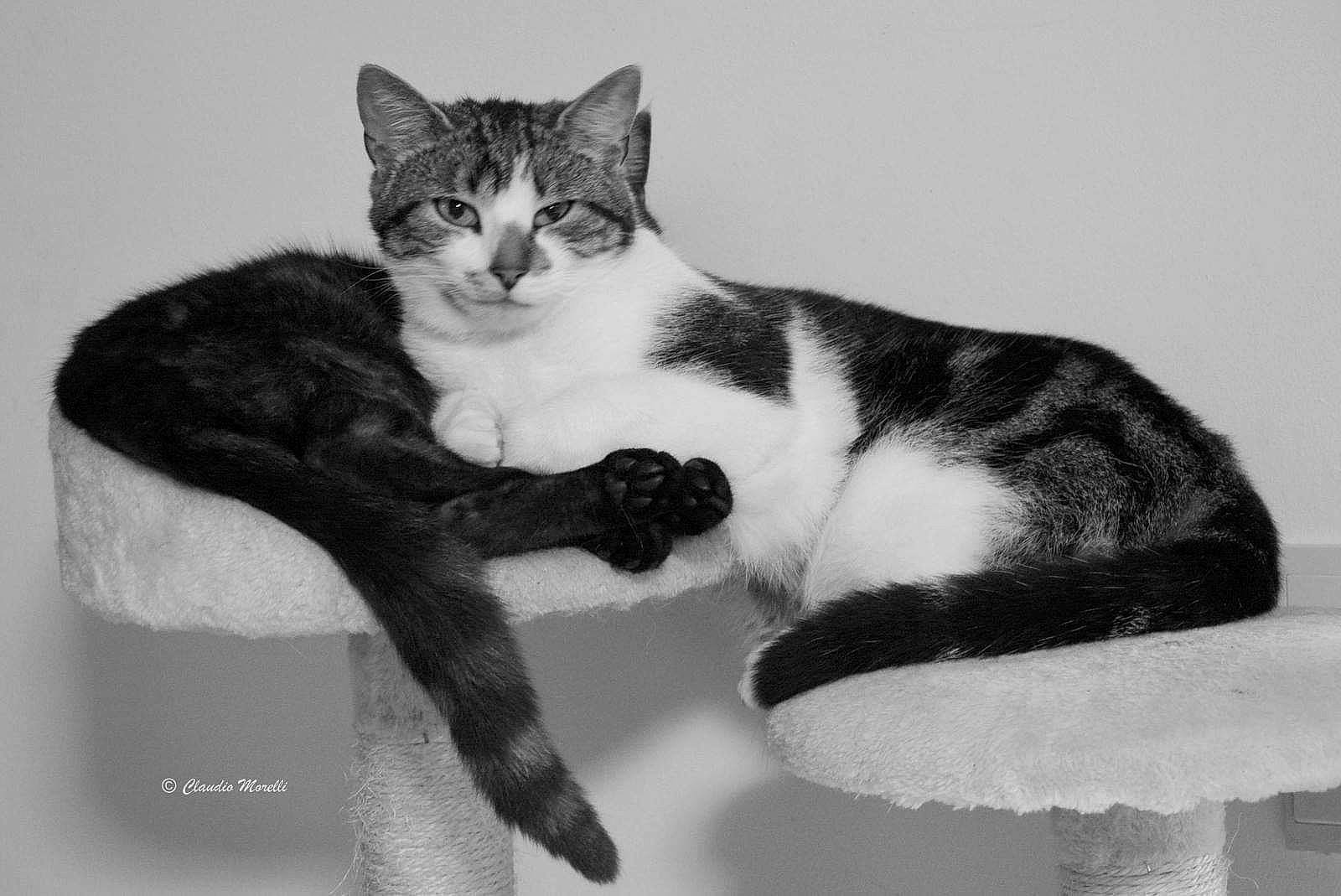 Filou a rejoint le concours — aidez-le/la à gagner de superbes lots ! carnivore, cat, comfort, domestic_short_haired_cat, felidae, fur, monochrome, monochrome_photography, paw, sitting, small_to_medium_sized_cats, snout, tail, terrestrial_animal, whiskers
