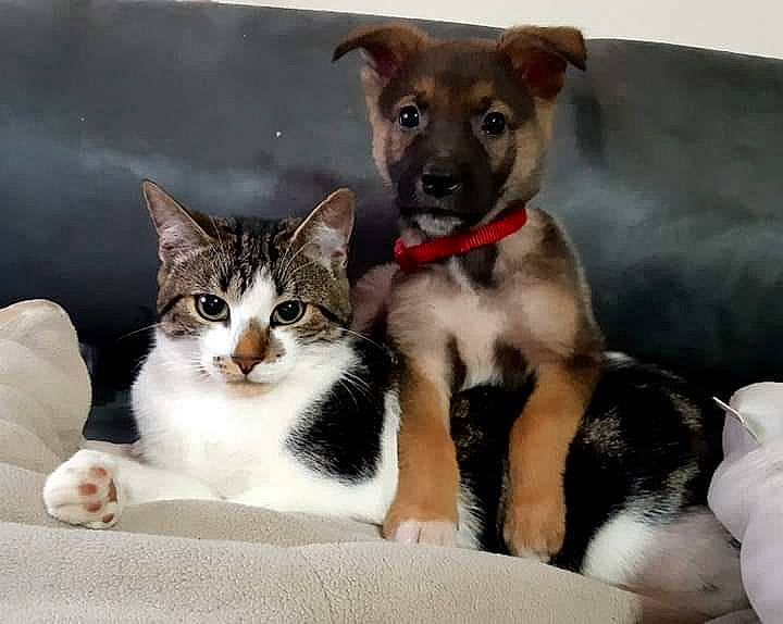 Filou participe au concours pour gagner de l'argent avec cette photo : carnivore, cat, cat_bed, cat_furniture, cat_supply, claw, collar, comfort, companion_dog, dog_supply, domestic_short_haired_cat, felidae, fur, paw, pet_supply, small_to_medium_sized_cats, snout, tail, whiskers, working_animal