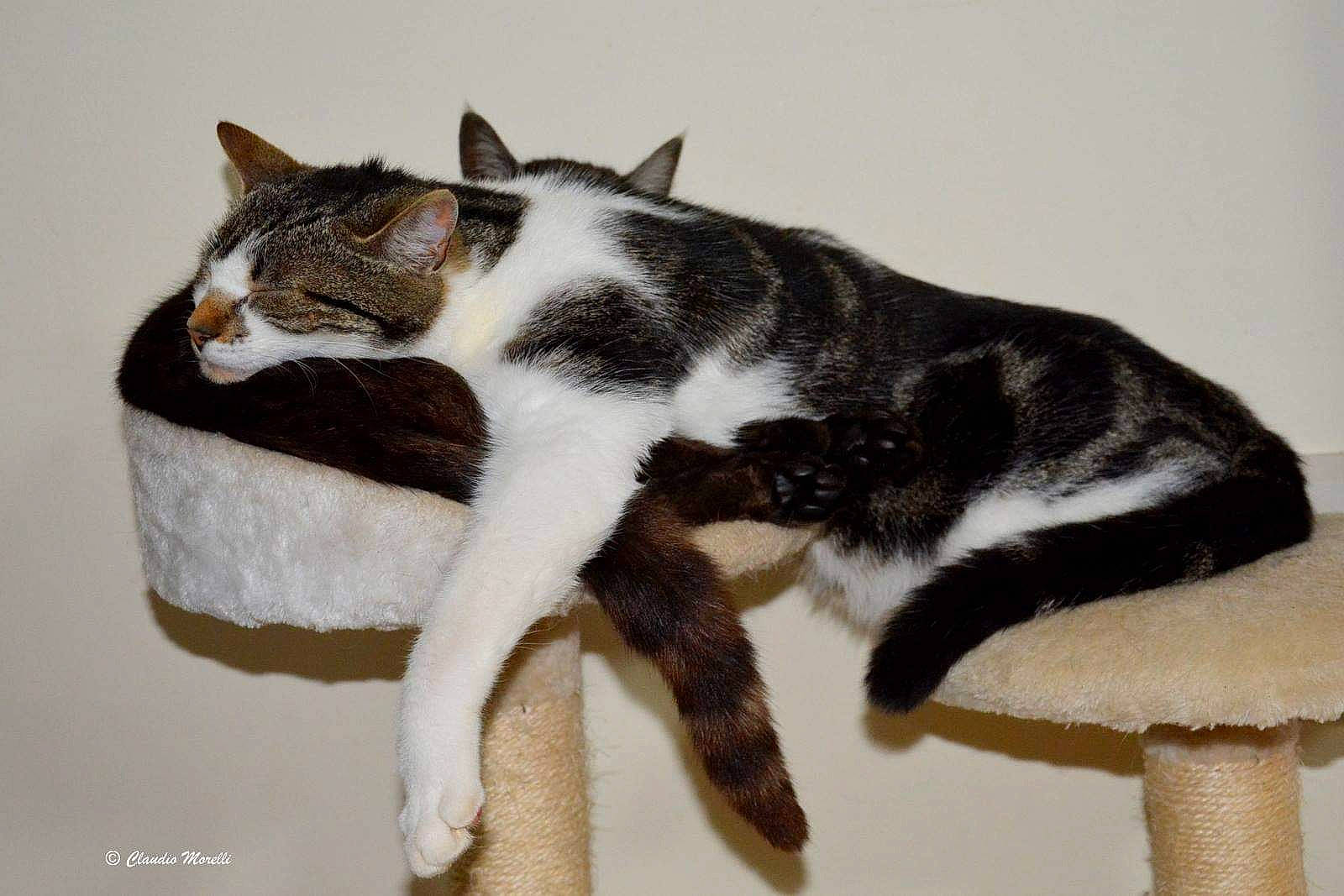 Filou participe au concours pour gagner de l'argent avec cette photo : carnivore, cat, claw, comfort, domestic_short_haired_cat, felidae, fur, paw, small_to_medium_sized_cats, snout, tail, terrestrial_animal, whiskers