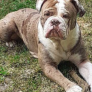 Oups participe au concours pour gagner de l'argent avec cette photo : animal, brown, bulldog, canine, daylight, dog, ears, face, fur, grass, laying_down, nature, outdoor, paw, pet, playful, resting, snout, stick, white