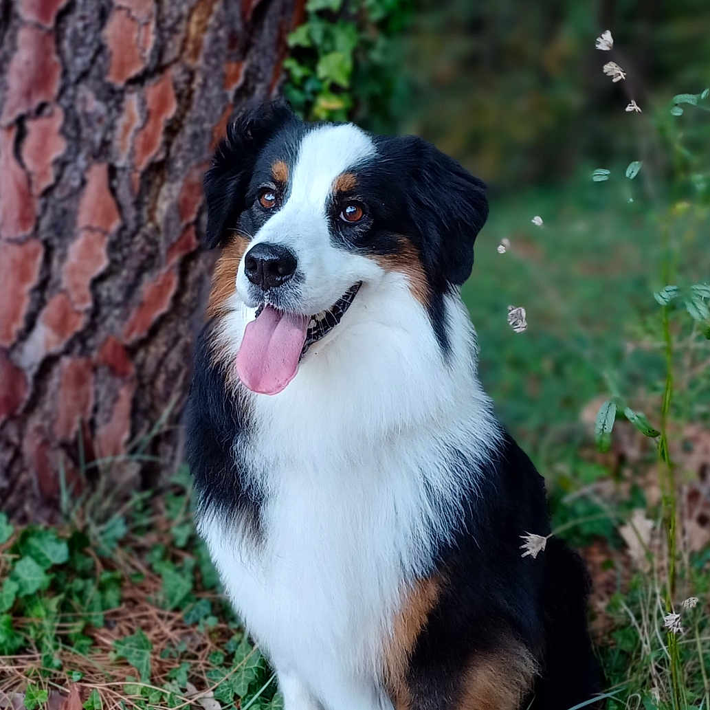 Shallow a rejoint le concours — aidez-le/la à gagner de superbes lots ! animal, appenzeller, bodypart, canine, cockerspaniel, collie, dog, grass, hound, husky, mouth, person, pet, plant, puppy, soil, tongue, tree, treetrunk, vegetation