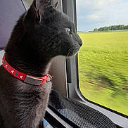 Fifi participe au concours pour gagner de l'argent avec cette photo : animal, cat, cloudy_sky, curious, daylight, domestic_animal, feline, gray_cat, green_field, indoor, looking_out, nature, pet_carrier, pet_collar, red_blanket, side_view, transport, travel, vehicle_interior, window