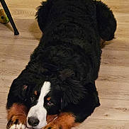 Aston a rejoint le concours — aidez-le/la à gagner de superbes lots ! dog, bernese_mountain_dog, lying_down, floor, wooden_floor, paws, ears, black_fur, brown_fur, white_fur, pet, animal, indoor, canine, cute, fluffy, resting, looking_up, tired, waiting